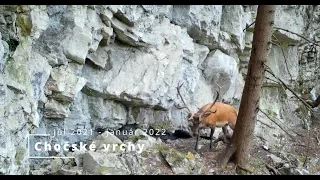 Fotopasca Chočské vrchy/ Trail camera Choč Mountains