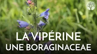 La vipérine, Echium vulgare de la famille de la bourrache