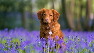 Yспокаивающая музыка для нервов 🐶 моя собака 🐶лечебная музыка для сердца и сосудов, музыка для души