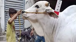 Masha Allah beautiful bull #brahman #bulllovers #cow#cattlefarm