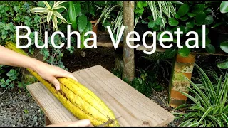 Como Tirar a Casca da Bucha Vegetal | Esponja Natural para Banho | Bucha Pendurada para Secar!