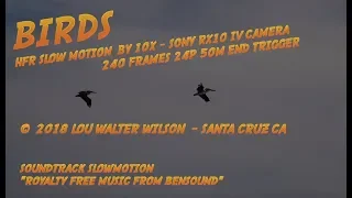 SUPER SLOW MOTION #1 BIRDS - HFR Sony RX10 IV  by  Lou Walter Wilson