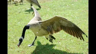 Why a Fall Application of Flight Control will help you get rid of geese