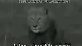 Aslan olmadıqı yerdə çaqqal ozünü hökümdar sayır