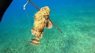 SCORPION FISH CATCH CLEAN N COOK