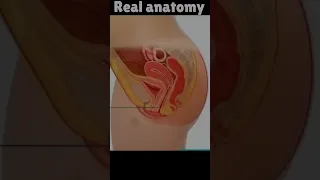 Real women Anatomy Video #shorts