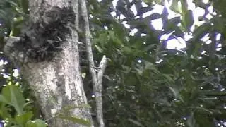 Anolis valencienni (twig anole, Jamaica)