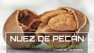 Nogal de PECÁN 🐿 Cómo y donde plantar 🌳 [v70] Curso básico de Jardinería | LdN