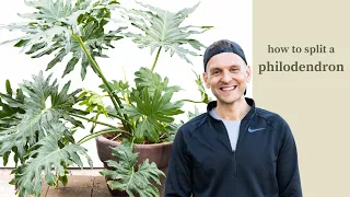 How to Split a Philodendron