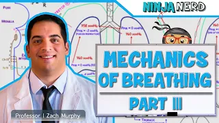 Respiratory | Mechanics of Breathing: Expiration | Part 3