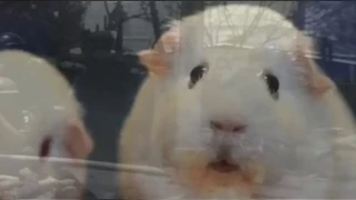 guinea pig has a vietnam flashback