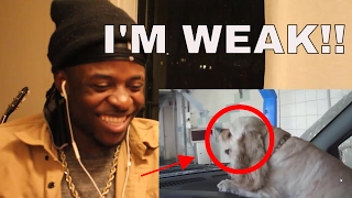 Nobody passed this LAUGH challenge YET - FUNNY DOG videos | Flo's Reaction