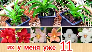 Новые Орхидеи Саркохилус. Обзор орхидей Sarcochilus