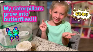 BUTTERFLY KIT | Caterpillars to Butterflies | Watch Me Grow My Butterflies!