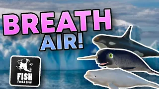 PLAYING AS EVERY FISH THAT BREATHS AIR IN FEED AND GROW FISH!!