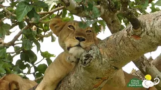 Tree Climbing Lions of Ishasha in Queen Elizabeth National Park, Uganda.