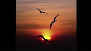 Bird set free - Sia | slowed