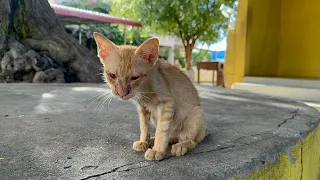 Rescue poor Kitten that was no hope to live on the big tree | luckily I saw it rescue and adopt