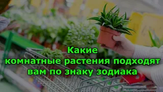 Какие комнатные растения подходят вам по знаку зодиака. Зеленый гороскоп.