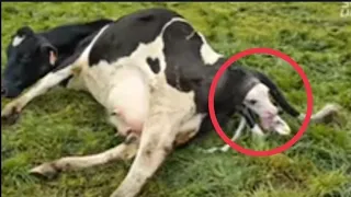 Cow giving birth to newborn #Amaizingvideo