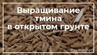 Выращивание тмина в открытом грунте | toNature