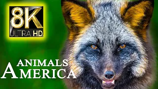 THE MOST BEAUTIFUL ANIMALS IN AMERICA 8K ULTRA HD