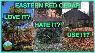 Is Eastern Red Cedar a beneficial native, a problematic invasive, or a useful resource?