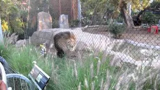 Lion @ San Diego Zoo