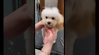 Shmoopy Stevie’s first haircut 🥰 #dog #puppy #maltipoo #maltipoopuppy