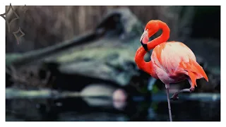 Почему фламинго спят на одной ноге?