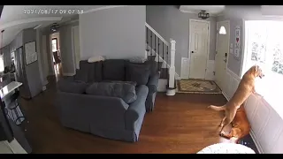 Dog's Tail Gets Stuck in Robotic Vacuum and he Wrecks it by Running up the Stair