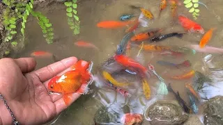 Find colorful ornamental fish, koi fish, goldfish, catfish, snakehead fish, betta fish, lobster