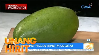 Higanteng mangga sa Nueva Ecija, isang kilo kada piraso?! | Unang Hirit