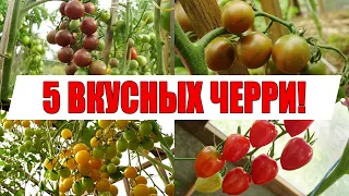 САМЫЕ ВКУСНЫЕ И СЛАДКИЕ ТОМАТЫ!!! (ЛУЧШИЕ СОРТА ЧЕРРИ ТОМАТОВ ЭТОГО СЕЗОНА!)