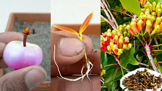 How To Grow Clove (Long) Plant From Clove | Propagate Clove Plant at home