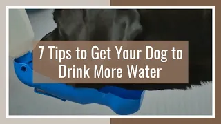 7 TIPS TO GET YOUR DOG TO DRINK MORE WATER | EFFECTIVE GUIDES ABOUT WHAT YOU CAN DO