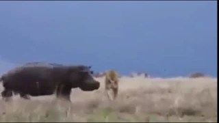 Hippo Grabs Lion By Its Head