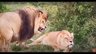 Огромный лев ГОТОВ БРОСИТЬСЯ на нас защищая свою львицу!