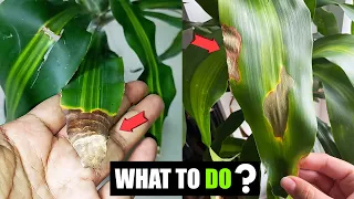 How do you fix brown leaves on corn plants ?