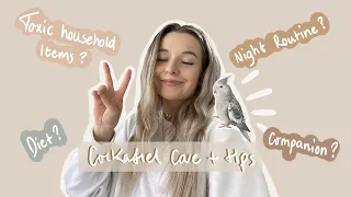 COCKATIEL CARE + TIPS ( WATCH BEFORE GETTING A COCKATIEL)