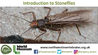 Introduction to UK Stoneflies
