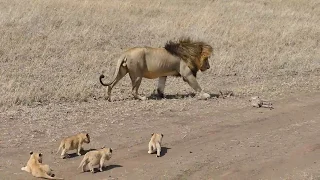 ADORABLE!! Lion Cubs chasing after male lion