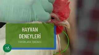 Hayvan deneyleri ve tavuklara işkence