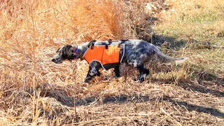 Beirl’s English setters. #huntingdog  #englishsetter  #birdhunting