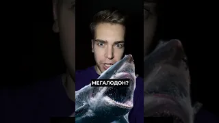 ЕГО БОИТСЯ ДАЖЕ МЕГАЛОДОН 😱❌