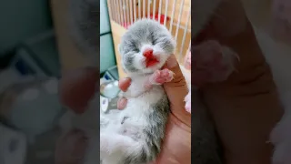 OMG So Cute Cats ♥ Best Funny Cat ❤️🐈Videos 2021 #  2252 104