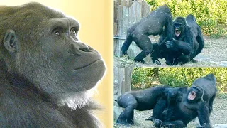 Gorilla Girl Slams Her Grandma To Protect A Silverback | The Shabani Family