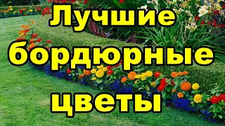 Самые лучшие бордюрные цветы | Что посадить вдоль бордюр