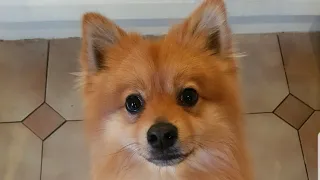 Brushing a German Spitz/Pomeranian