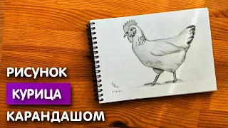 Как нарисовать курицу карандашом | Рисунок для начинающих поэтапно